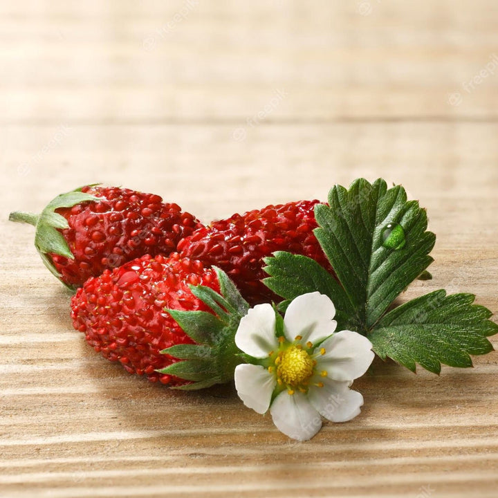 Fragute alpine - Fragaria vesca 'Alpen Rot'