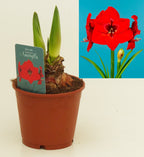 Hippeastrum Red Lion, met rode bloem