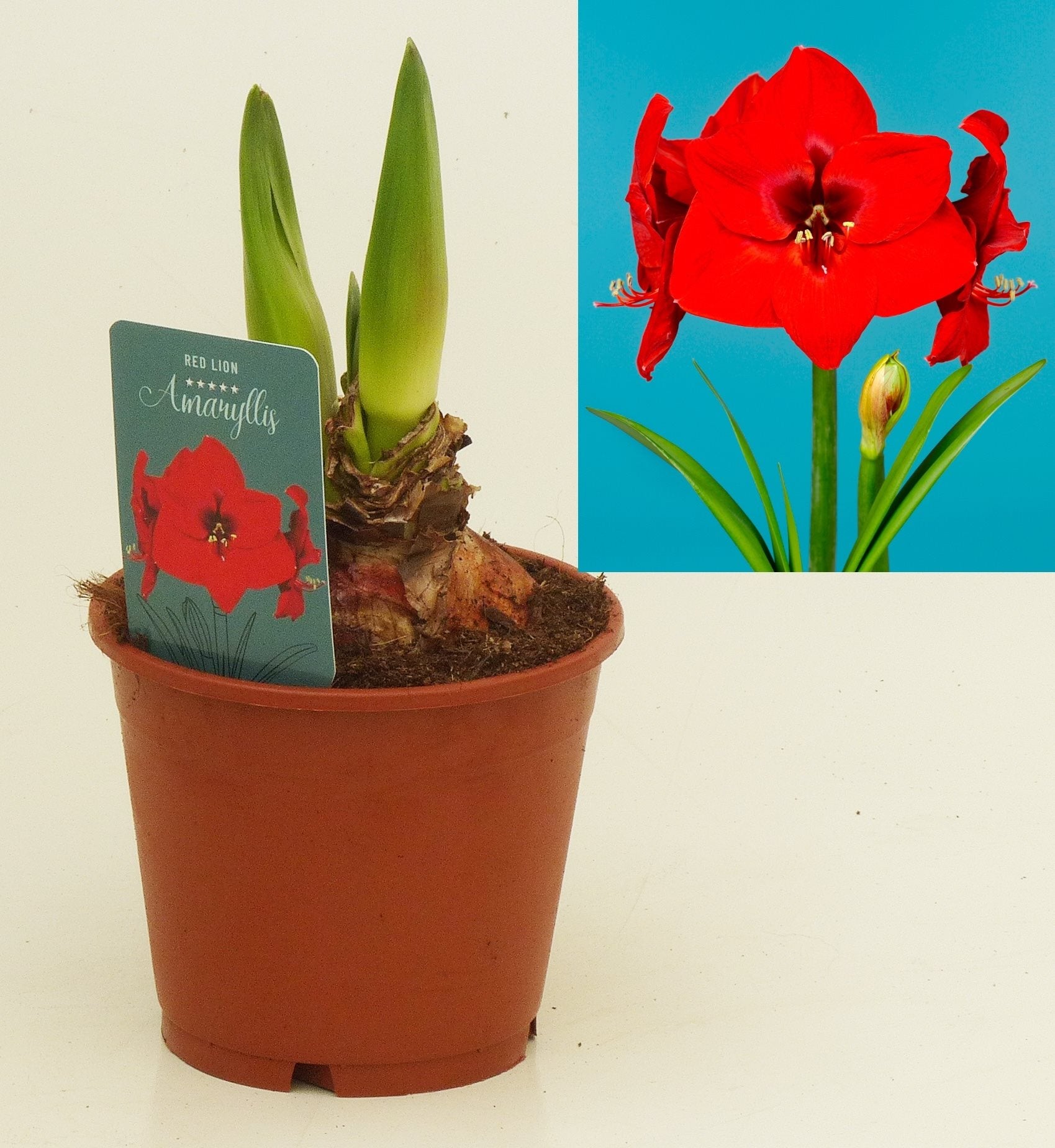 Hippeastrum Red Lion, cu floarea rosie