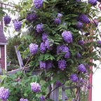 Wisteria frutescens 'Amethyst Falls'