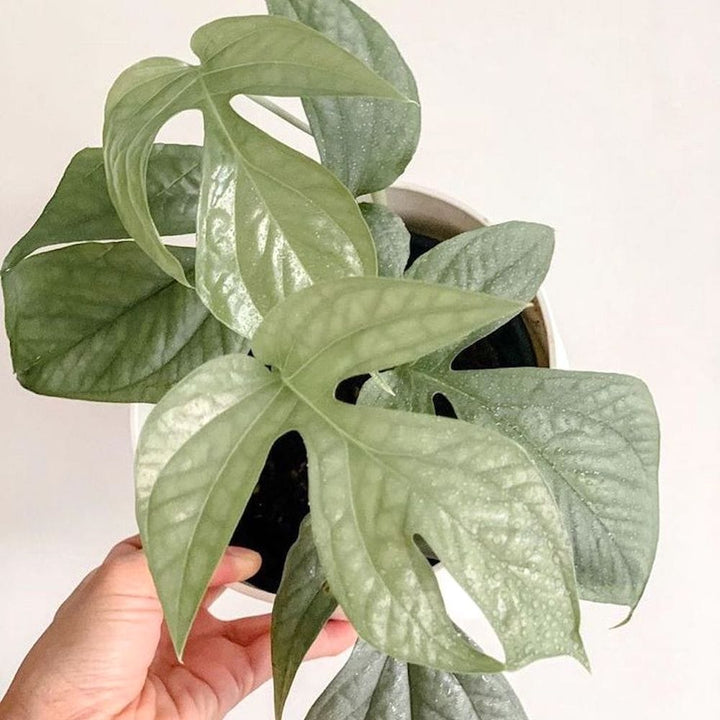 Amydrium medium 'Silver Spiderman' (Spiderman Monstera Silver)