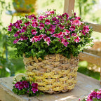 Moskitoabweisende Geranien - Pelargonium ‘Angel Perfume Jet’