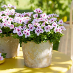 Geranios - Pelargonium ‘Angel Sophie’