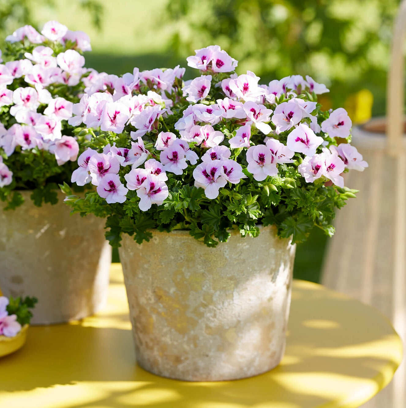 Muscate - Pelargonium ‘Angel Sophie’