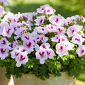 Geranios - Pelargonium ‘Angel Sophie’