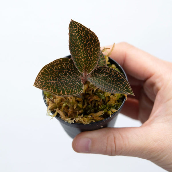 Anoectochilus roxburghii 'Red' - (Jewel Orchid) - jewel orchid