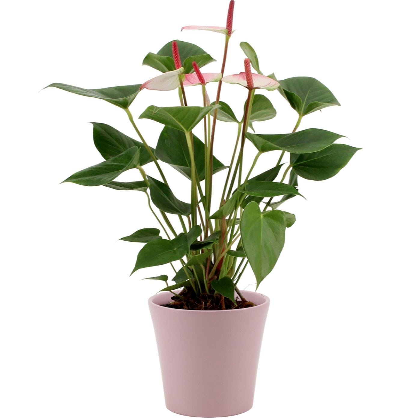 amalia elegance anthurium Anthurium Princess Amalia Elegance