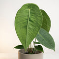 Anthurium peltigerum