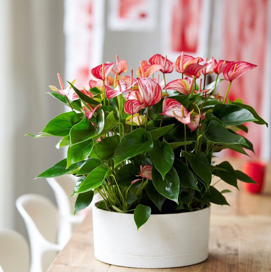 Anthurium ‘Livium Red’ – eleganta tropicala cu flori bicolore spectaculoase