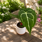 Anthurium crystallinum – Baby Plant