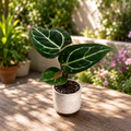 Anthurium crystallinum – Baby Plant