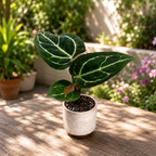 Anthurium crystallinum – Baby Plant