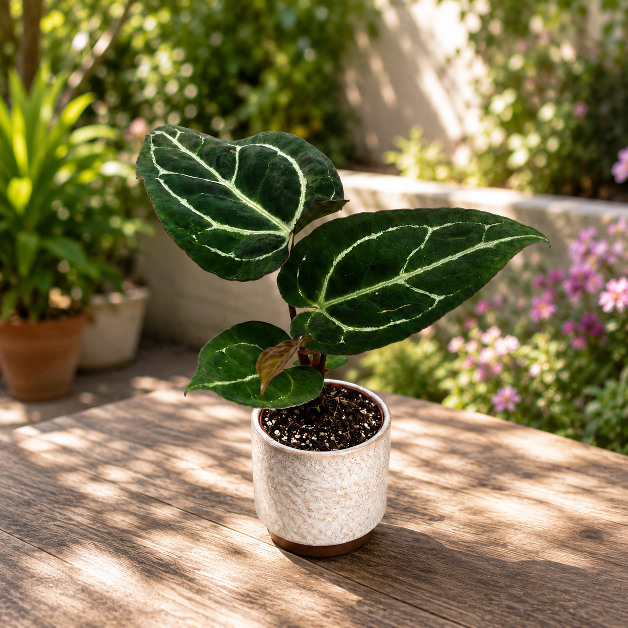Anthurium crystallinum – Baby Plant