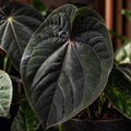 Anthurium dressleri