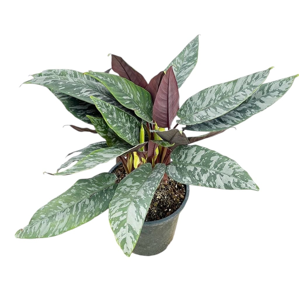 Flora Ria Red Roz Apoballis acuminatissima 'Red Sword
