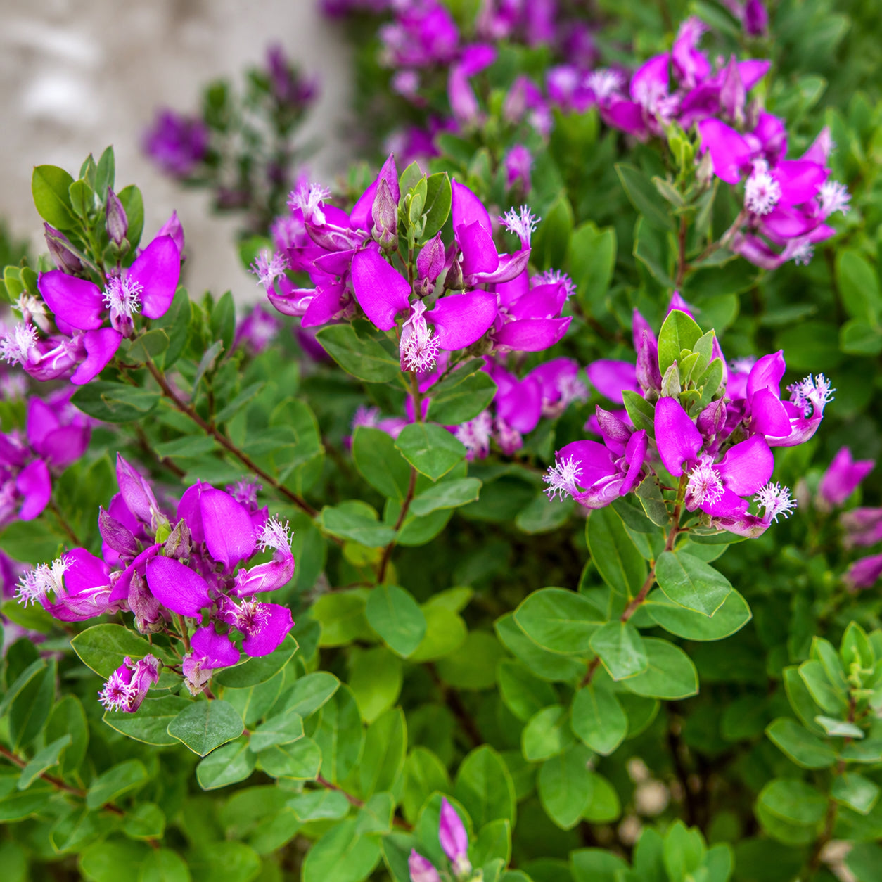 Polygala myrtifolia - poligala