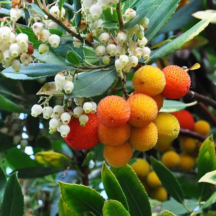 Arbutus unedo 'Compacta'