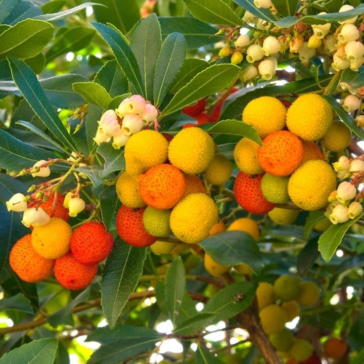 Arbutus unedo 'Mercurius' ('Bocarm' PBR)