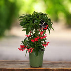 Ardisia crenata - Varf de lance