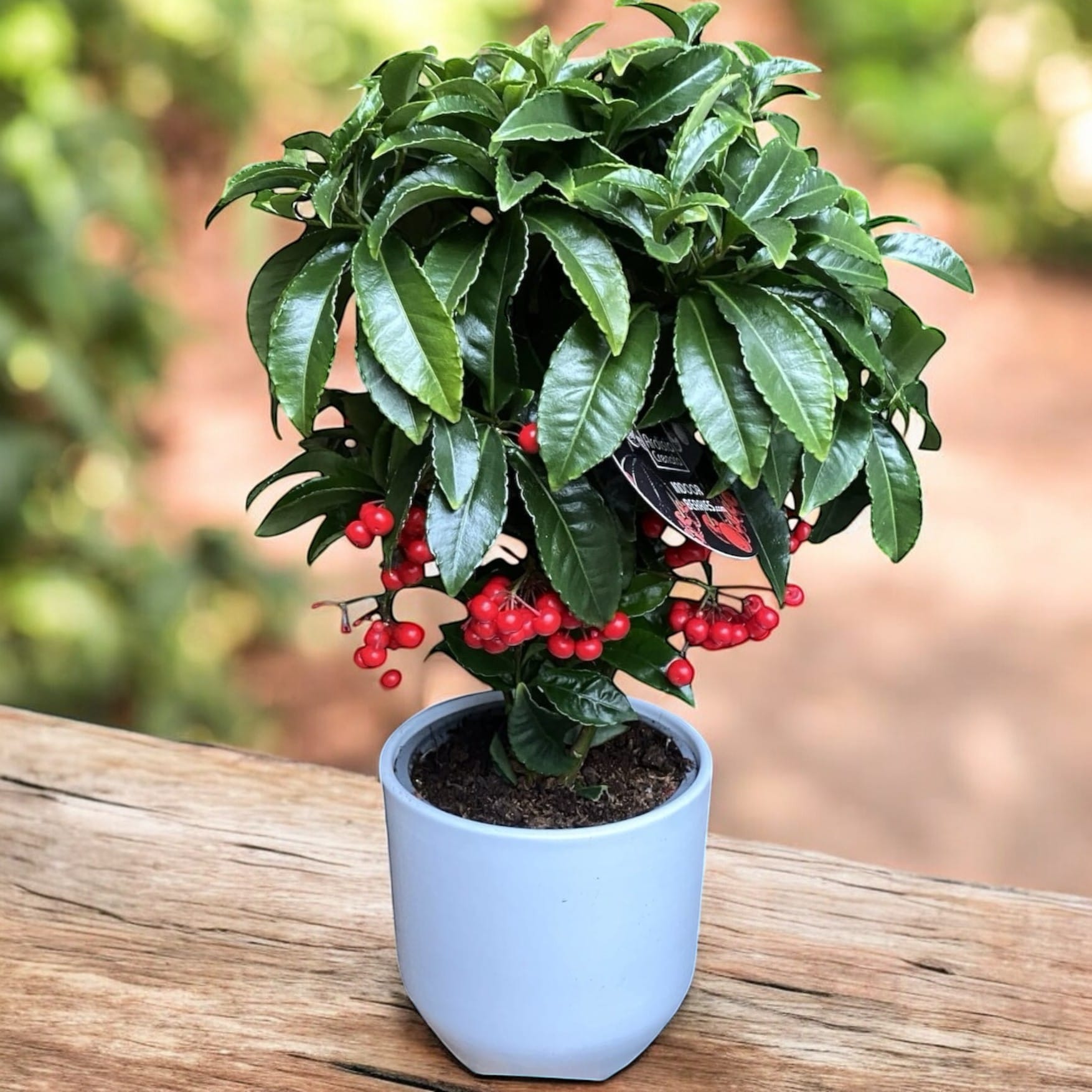 Ardisia Crenata - Varf de lance