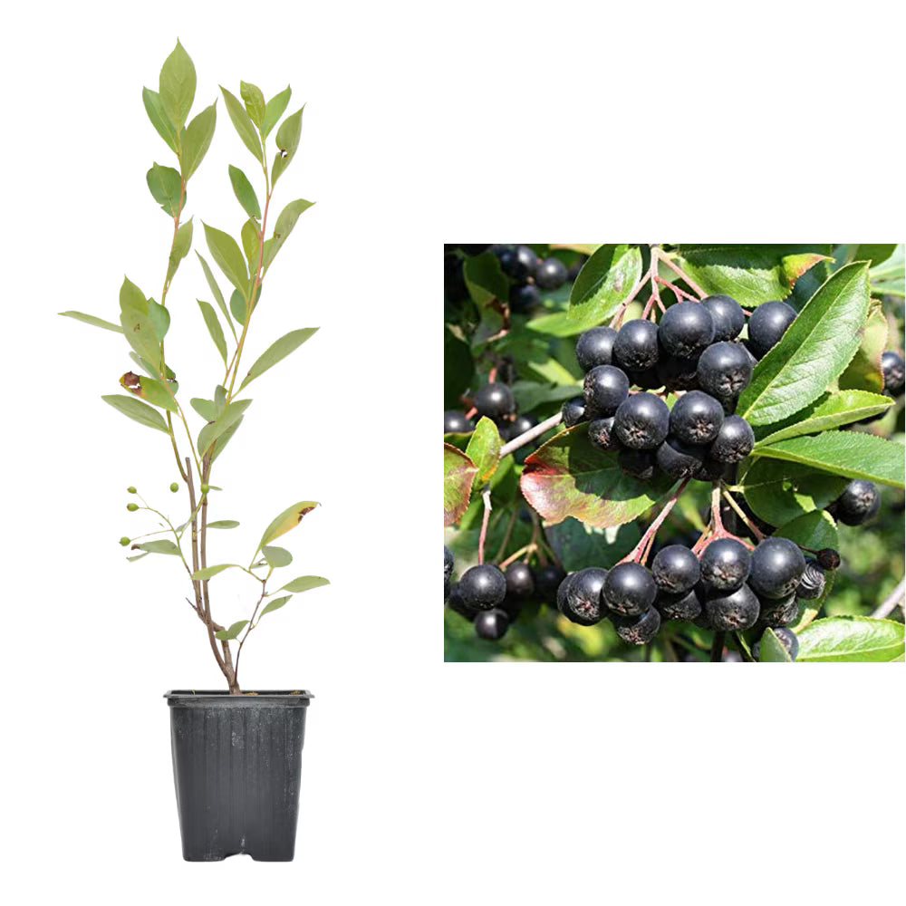 PIANTA DI PHOTINIA X FRASERI NANA VASO 18 cm altezza 40 cm (foto reale PIANTA DI PHOTINIA X FRASERI NANA VASO 18 cm altezza 40 cm (foto reale