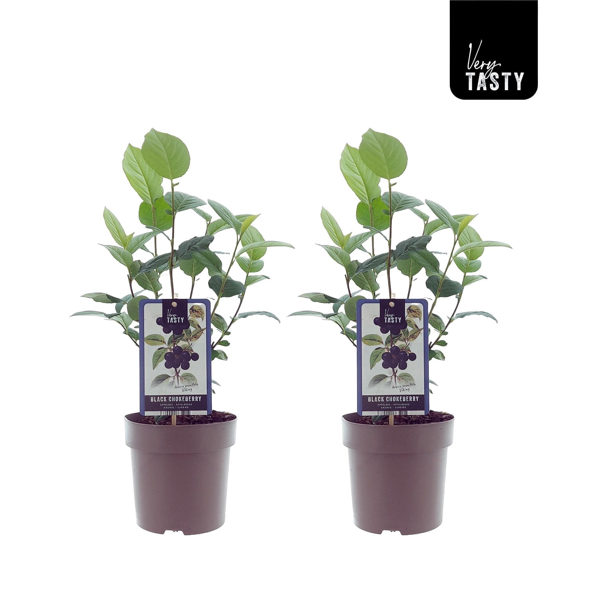 Aronia x prunifolia 'Viking'