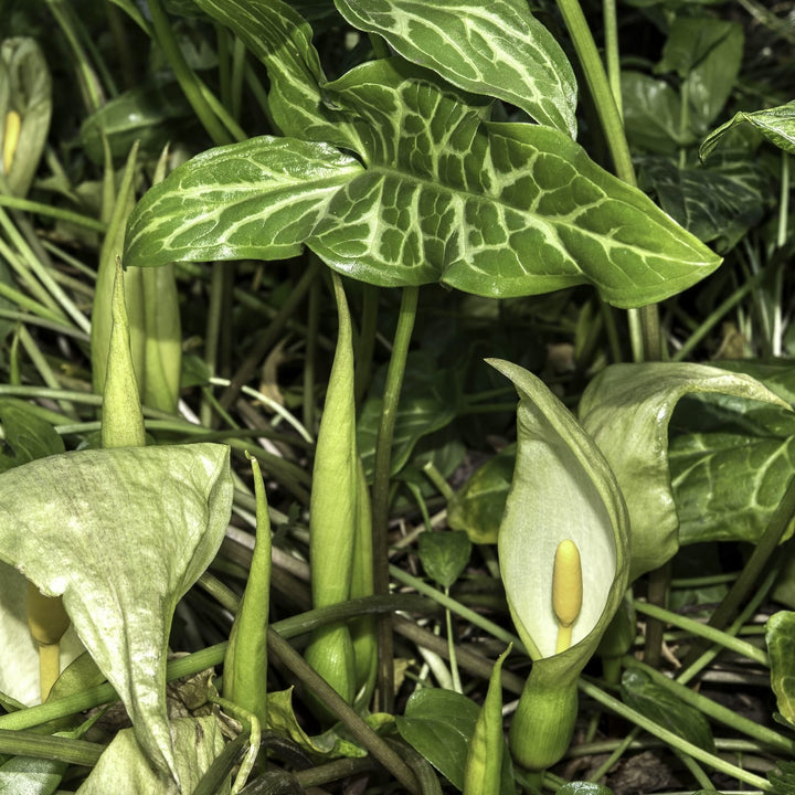 Arum italicum subsp. italicum 'Marmoratum'