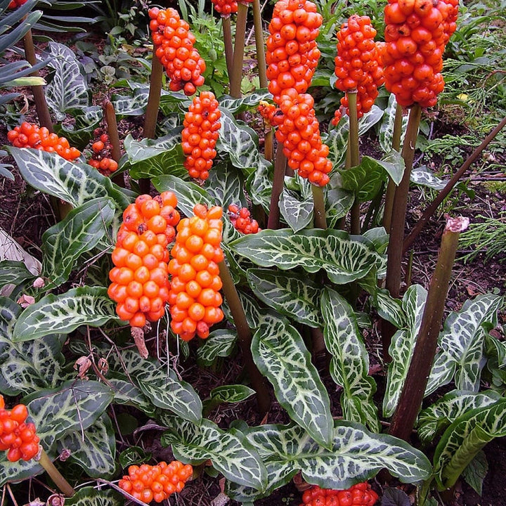 Arum italicum subsp. italicum 'Marmoratum'