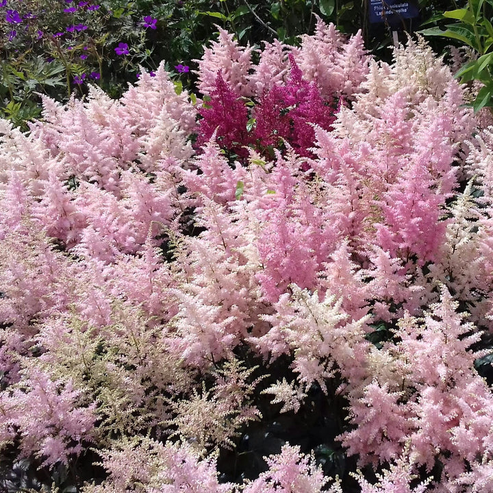 Astilbe 'Europa'