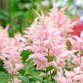 Astilbe Peach Blossom