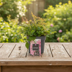Astilbe 'Pink'