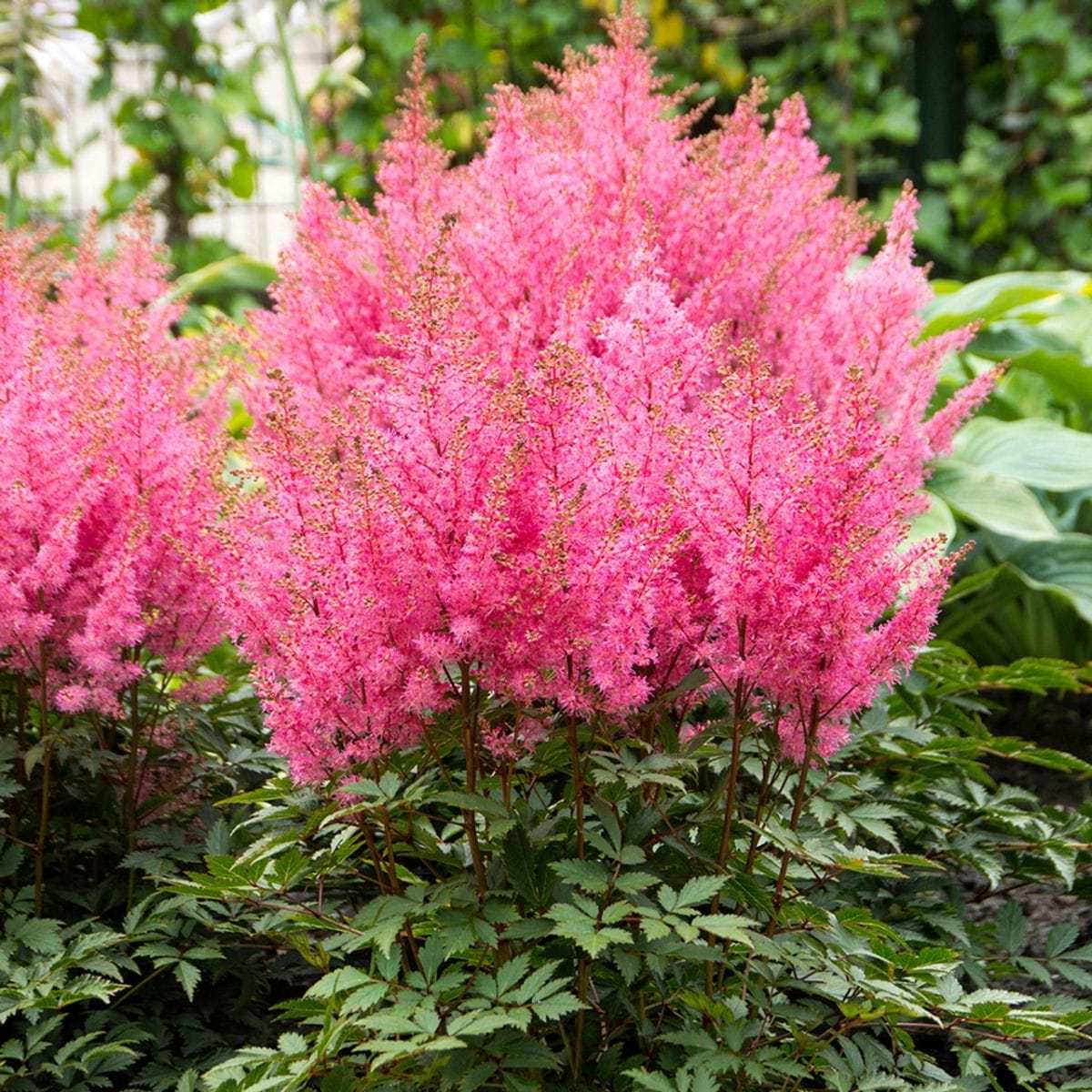 Astilbe 'Pink'