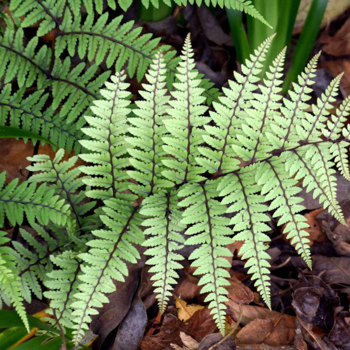 Athyrium otophorum 'Okanum'