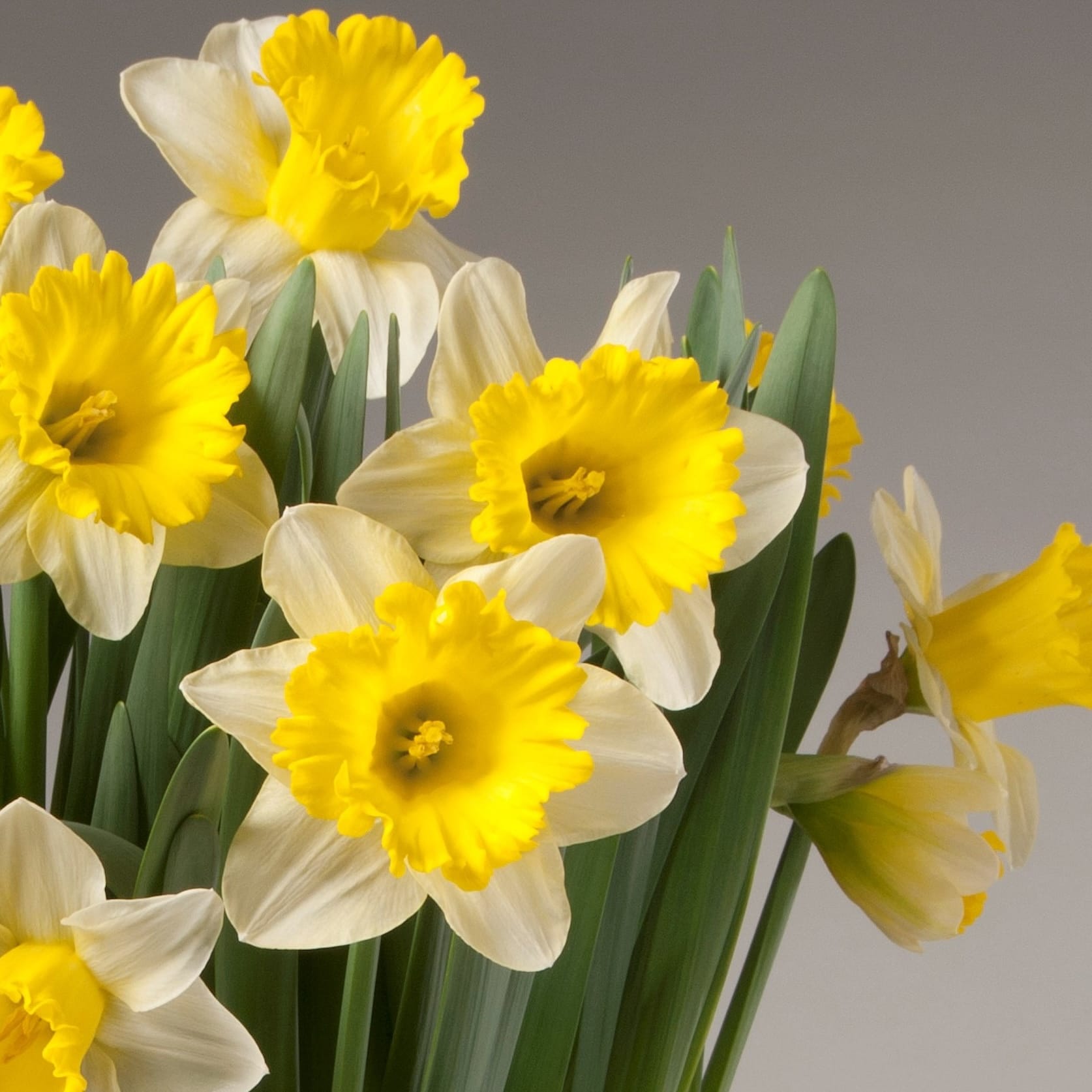 Narcisos espectaculares con flor grande - Narcissus 'Attraction