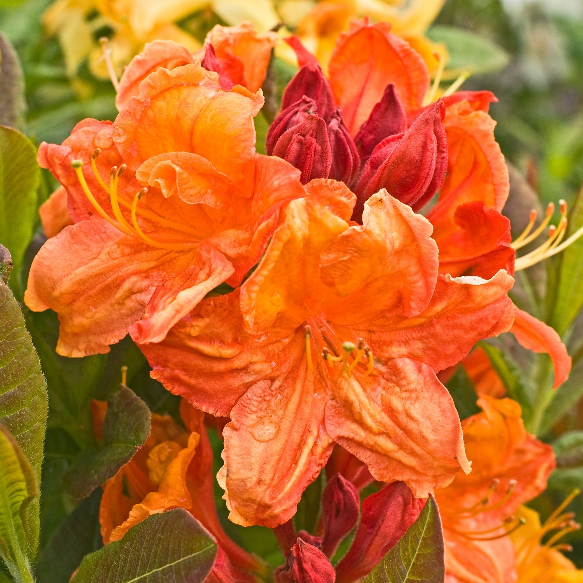 Rhododendron 'Glowing Embers'