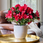 Azalee mix in vas decorativ