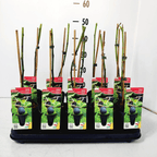 Ficus carica 'Brown Turkey' (Hardy Fig)