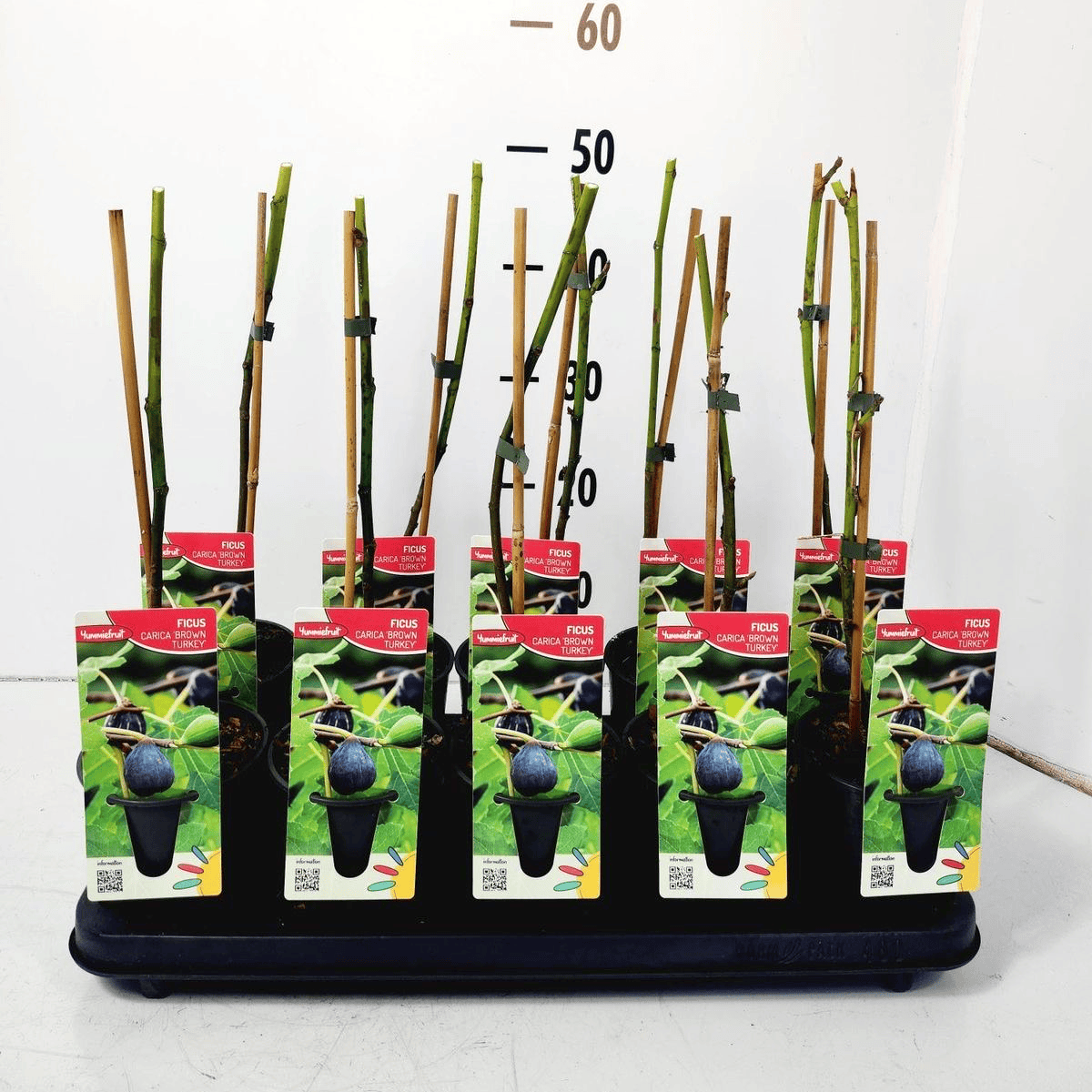 Ficus carica 'Brown Turkey' (Hardy Fig)