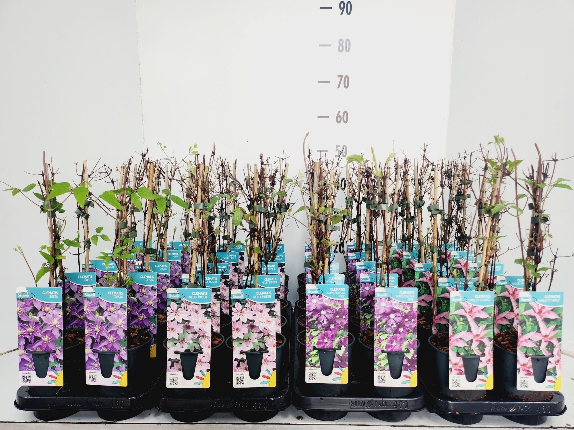 Clematite mix - Clematis