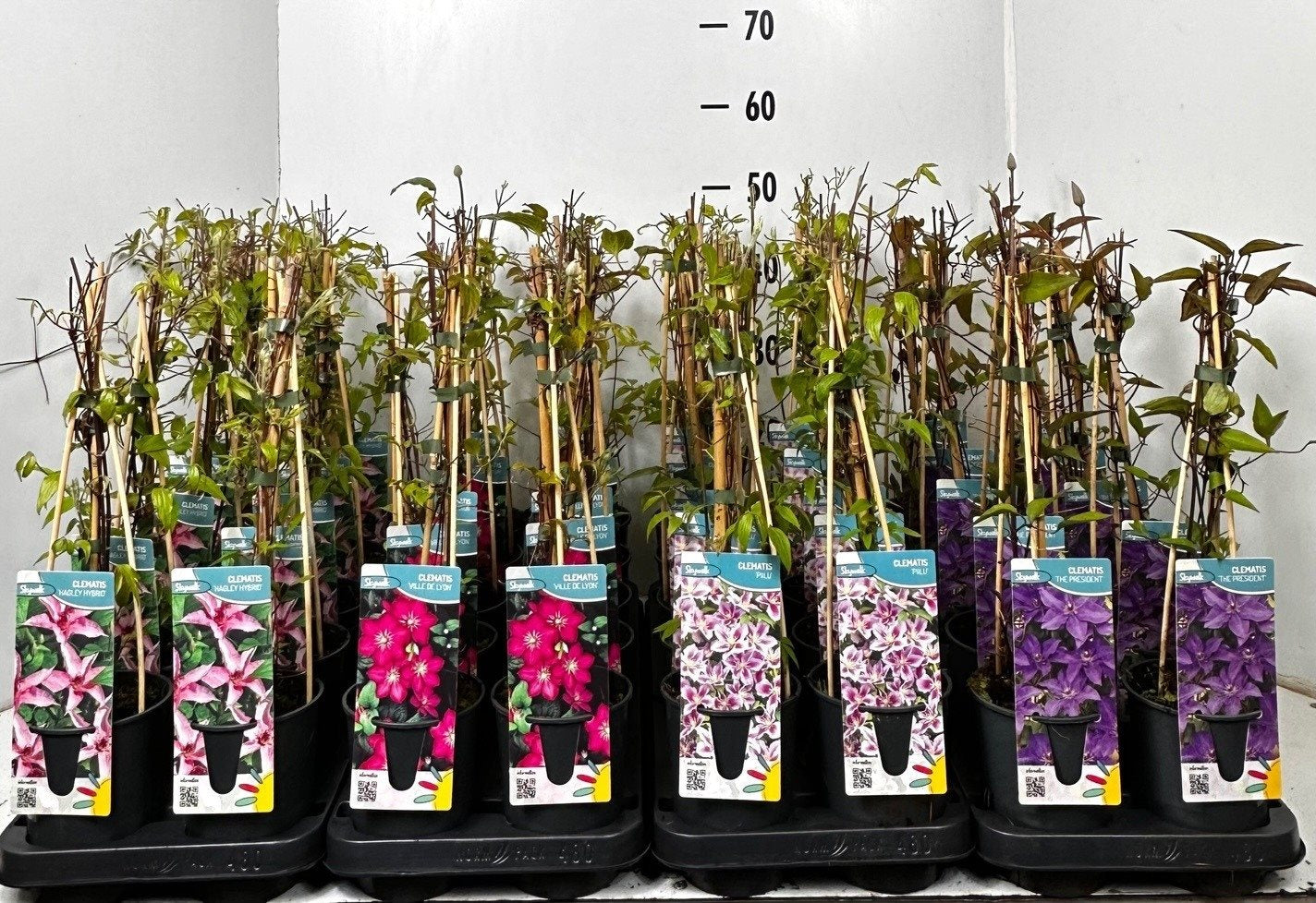 Clematite mix - Clematis