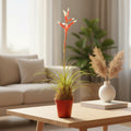 Vriesea correia-araujoi - bromelie miniaturala rara