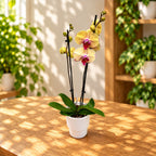 Phalaenopsis Iris