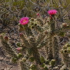 Cylindropuntia fulgida (Opuntia fulgida) – Cactus à maillons de chaîne