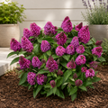 Buddleja davidii 'Little Rockstars Red' - Liliac de vara compact