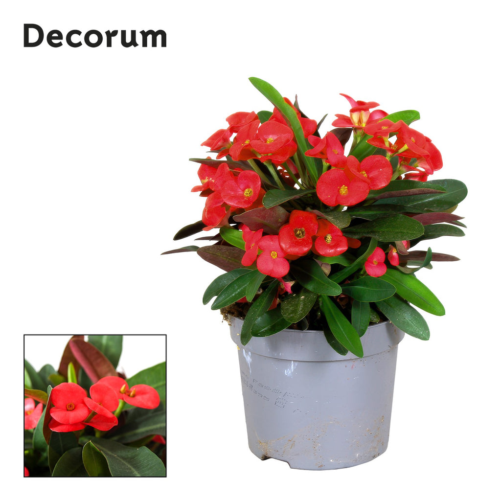 Euphorbia milii 'Maxi Olympia' - flori rosii