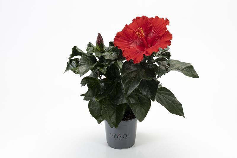 Hibiscus rosa-sinensis 'Eos’ (trandafiri japonezi)