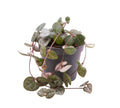 Ceropegia woodii (babyplant)