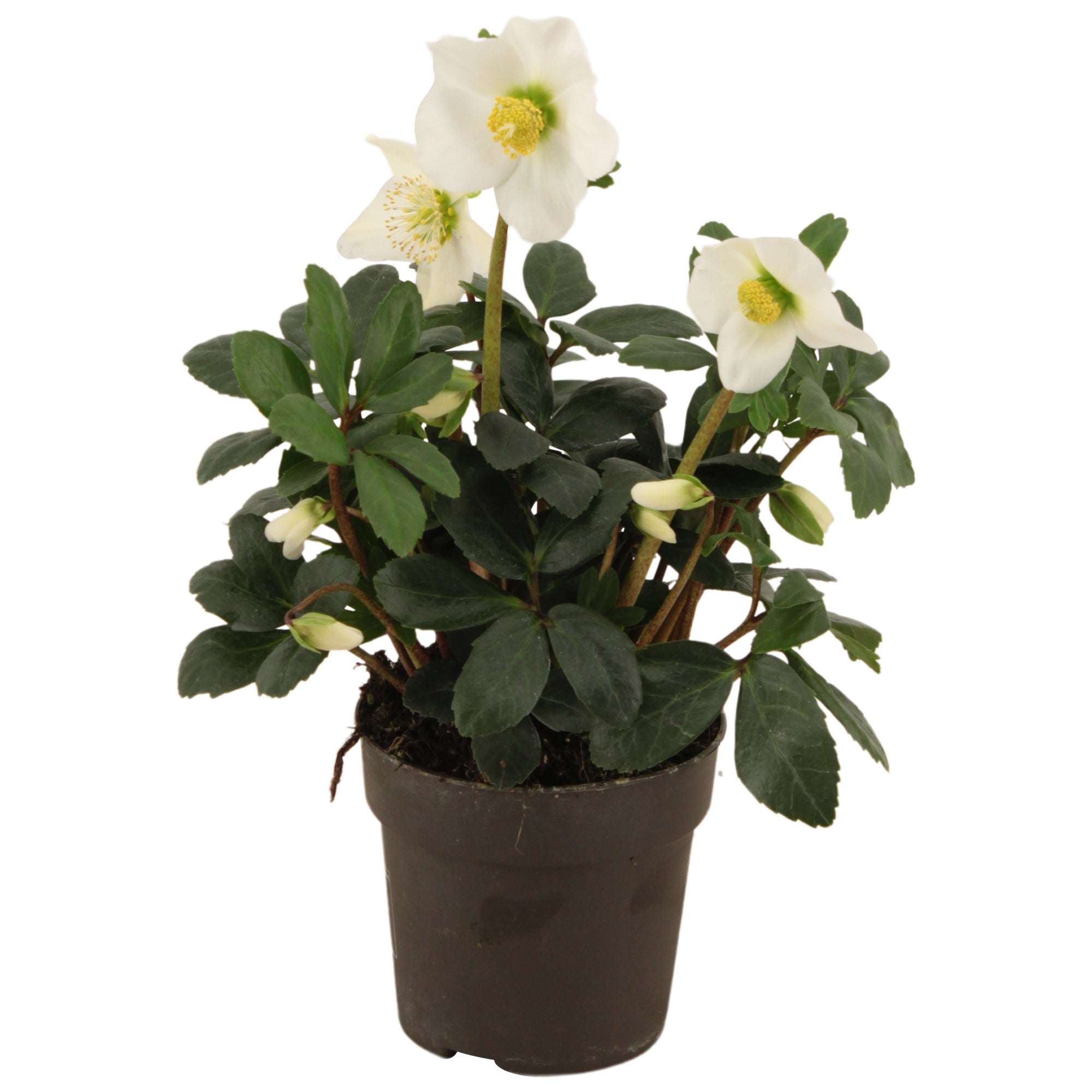 Helleborus niger 'Advent Star' (Trandafirul Craciunului, Spanz)