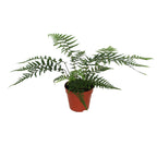 Dicksonia antarctica - feriga arborescenta exotica