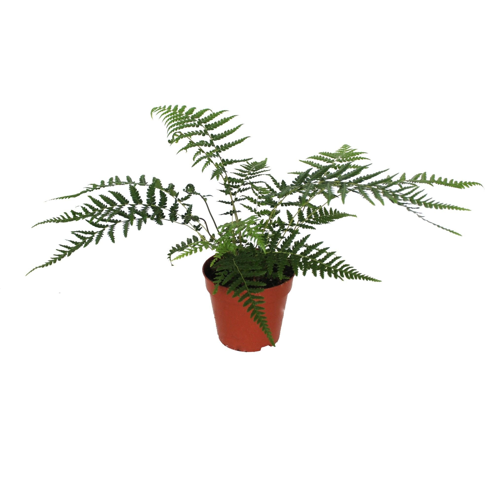 Dicksonia antarctica - feriga arborescenta exotica